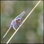 -talairan_05-08-2013-15-53-08_0047.jpg