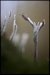-montecot_15-11-2013-13-32-19_0105.jpg