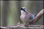 -seresville_26-03-2014-17-34-55_0858.jpg