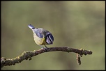 -seresville_16-02-2014-16-39-28_0296.jpg