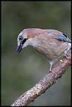 -seresville_23-03-2014-12-22-43_0454.jpg
