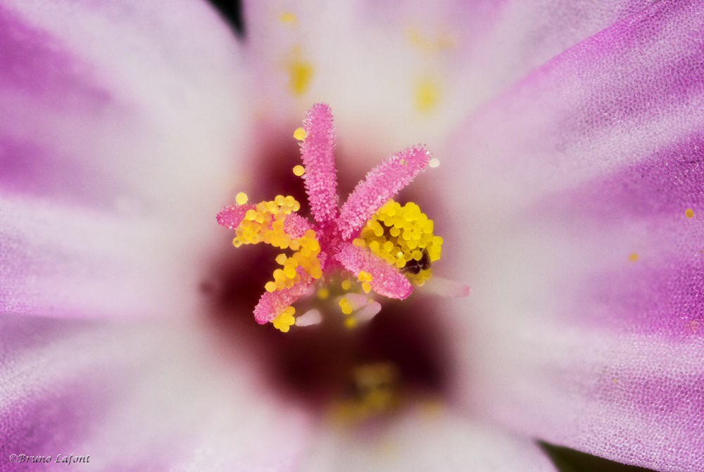 -fleur-rouge-467-f5-2s-100-.30-copier-2-.jpg