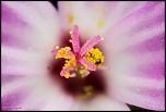 -fleur-rouge-467-f5-2s-100-.30-copier-2-.jpg