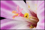 -fleur-rouge-6-71-f5-3s-100-.30-copier-2-.jpg