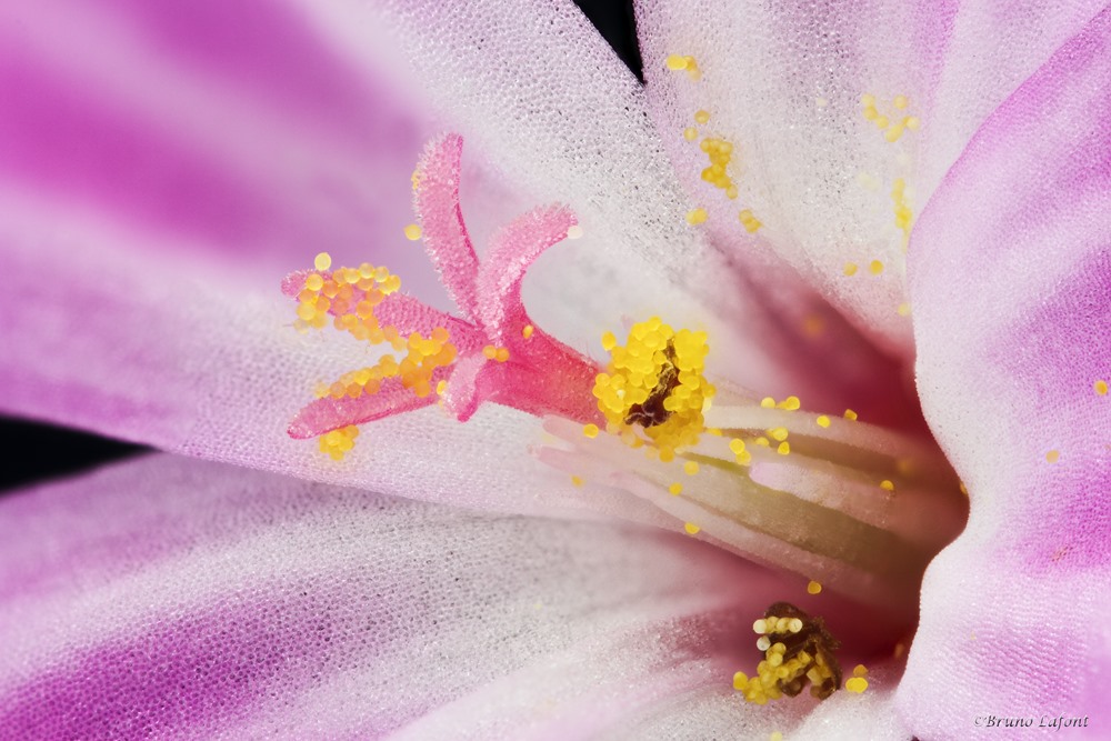 -fleur-rouge-6-71-f5-3s-100-.30-copier-2-.jpg