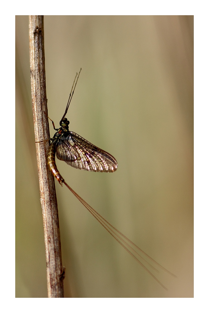 70-300 Sigma APO-img_7344c.jpg