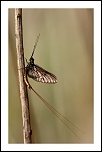 70-300 Sigma APO-img_7344c.jpg
