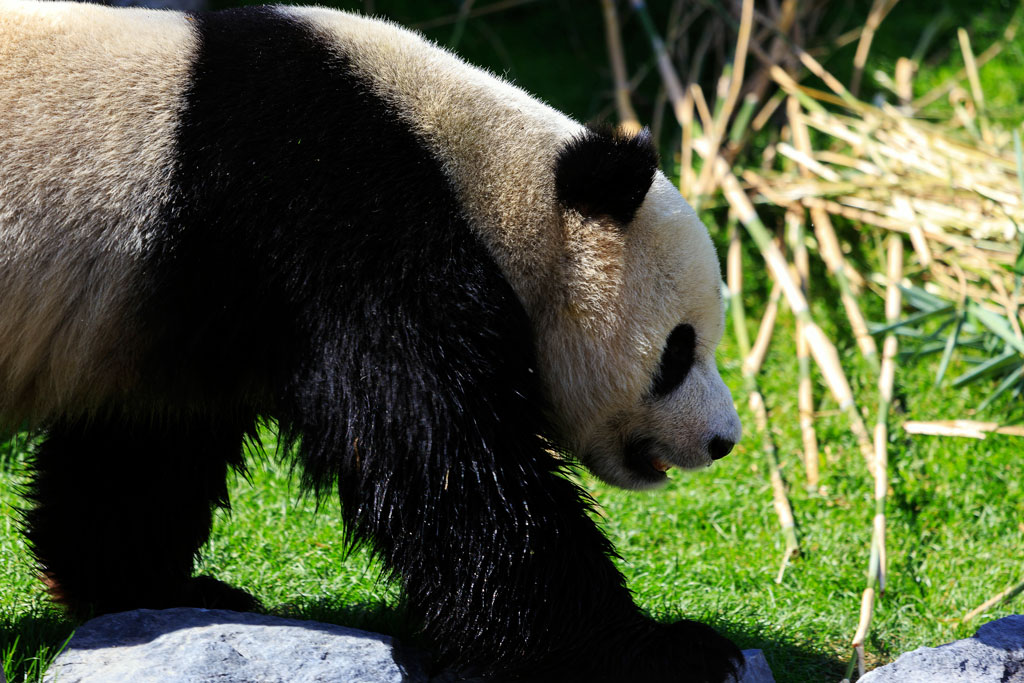 -panda.jpg