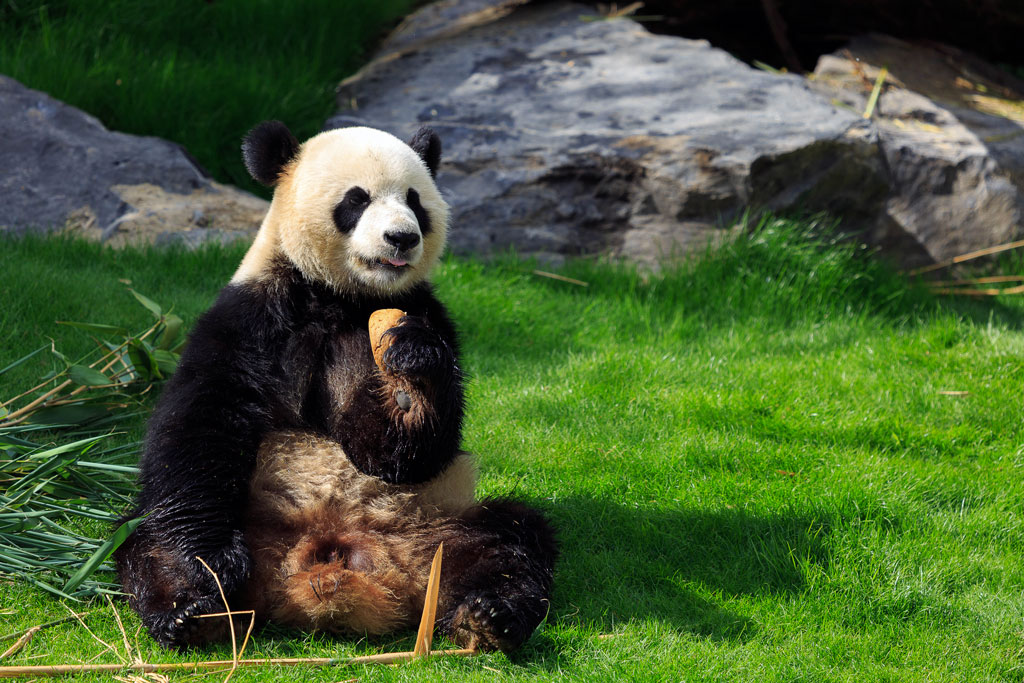 -panda-assis.jpg