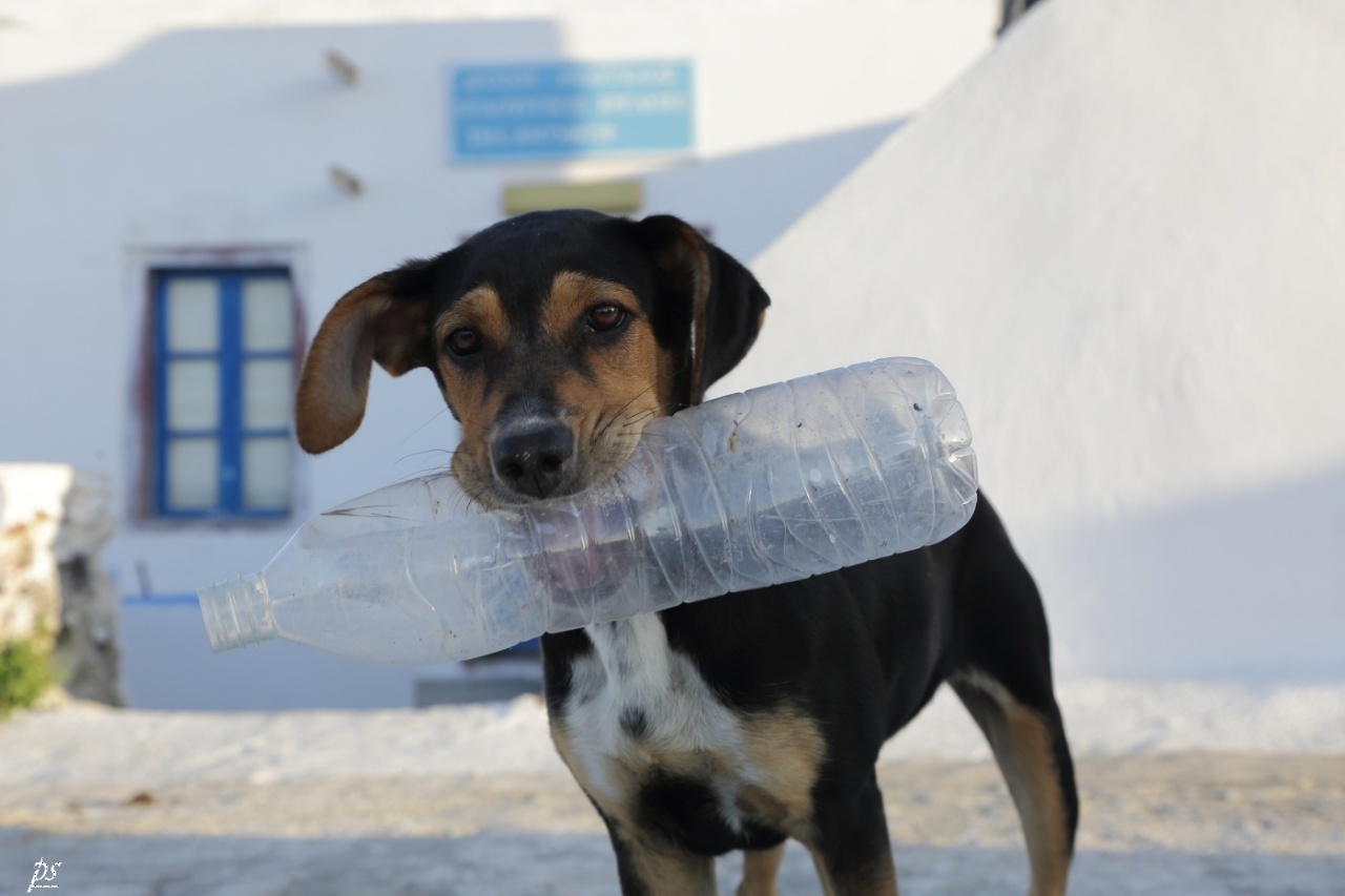 chien de santorin