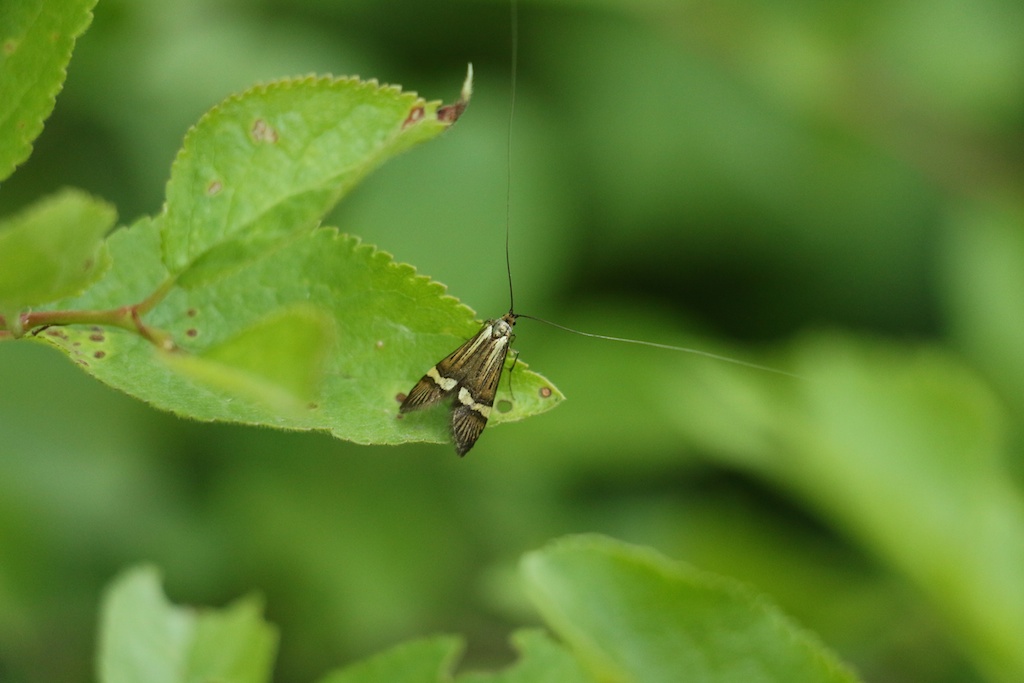 Mon Matos-macrocoleoptere-231.jpg