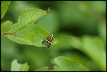 Mon Matos-macrocoleoptere-231.jpg