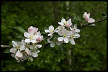 Mon Matos-fleurspommier-231.jpg