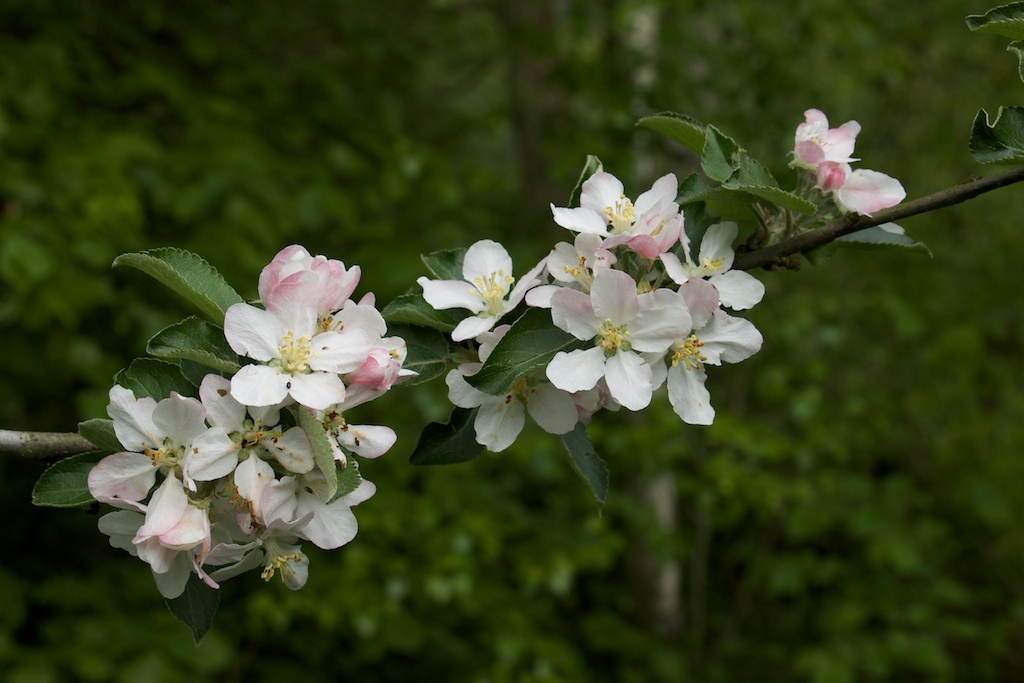 Mon Matos-fleurspommier-231.jpg