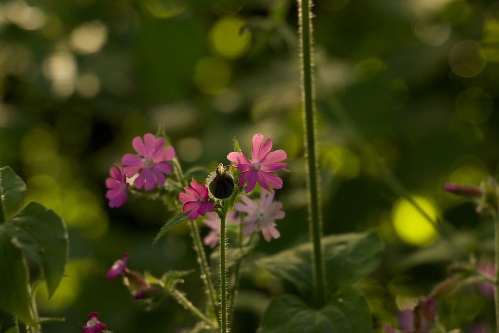 Mon Matos-fleursprintemps-230.jpg
