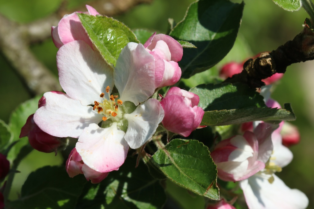 Mon Matos-fleurspommier-231-1-.jpg