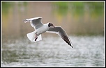 Mouette rieuse