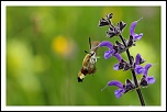 70-300 Sigma APO-img_7900.jpg