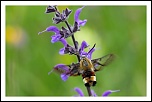 70-300 Sigma APO-img_7899.jpg