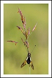 70-300 Sigma APO-img_0060.jpg