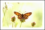 70-300 Sigma APO-img_0073.jpg