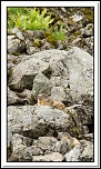 -marmotte-1.jpg