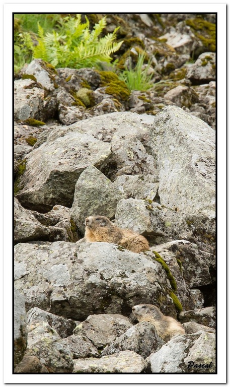 -marmotte-1.jpg