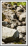 -marmottes-puy-violent-183-sur-330-.jpg