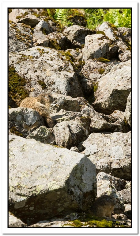 -marmottes-puy-violent-183-sur-330-.jpg