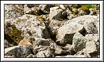 -marmottes-puy-violent-203-sur-330-.jpg