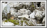 -marmottes-puy-violent-205-sur-330-.jpg