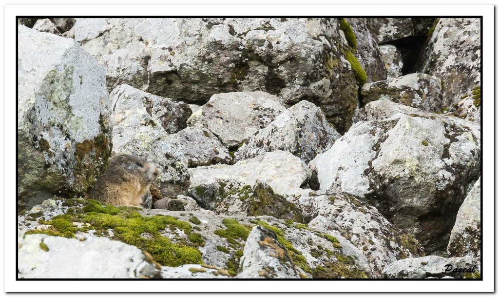 -marmottes-puy-violent-205-sur-330-.jpg