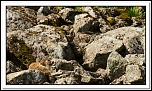 -marmottes-puy-violent-194-sur-330-.jpg