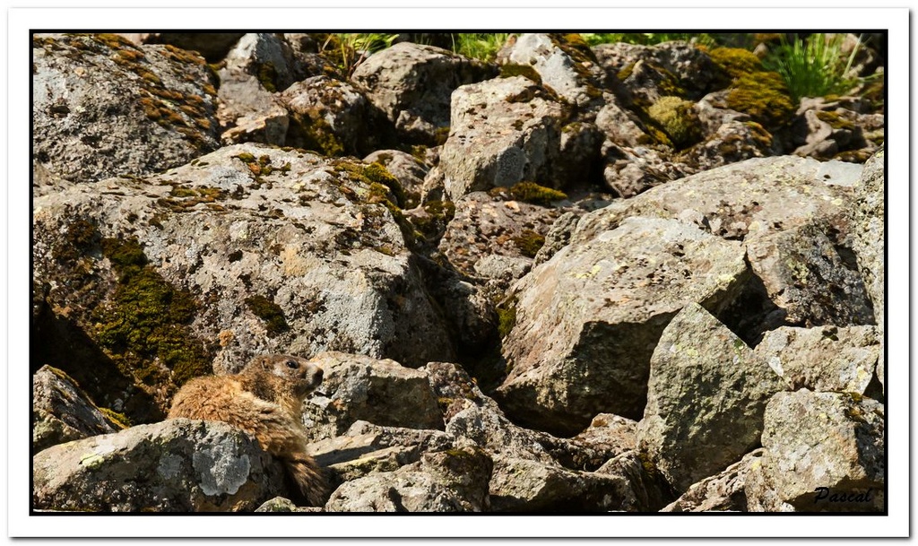 -marmottes-puy-violent-194-sur-330-.jpg