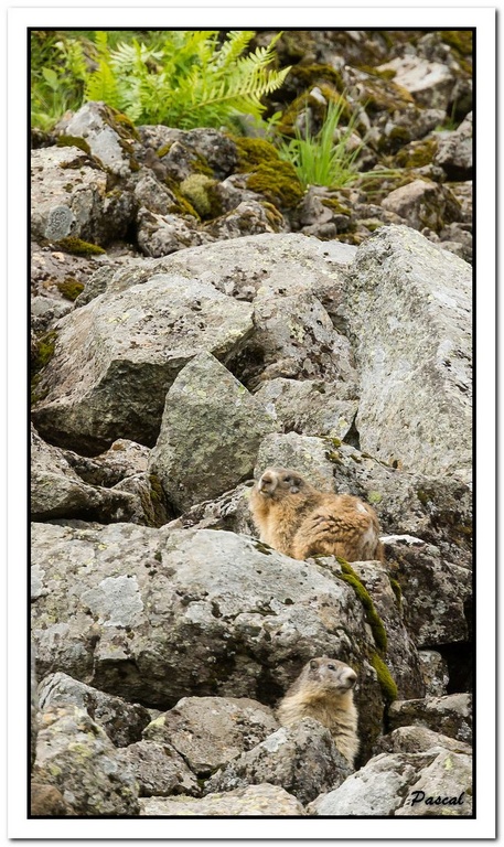 -marmottes-puy-violent-294-sur-330-.jpg