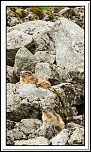 -marmottes-puy-violent-305-sur-330-.jpg