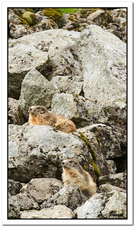 -marmottes-puy-violent-305-sur-330-.jpg