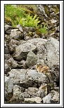 -marmottes-puy-violent-295-sur-330-.jpg