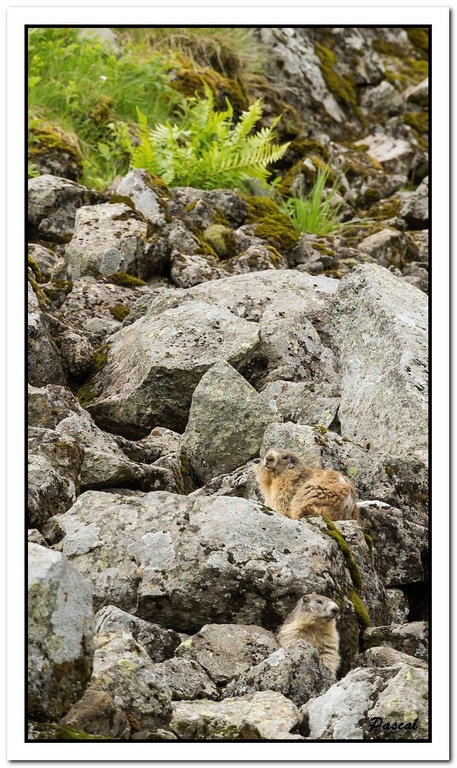 -marmottes-puy-violent-295-sur-330-.jpg