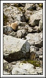 -marmottes-puy-violent-146-sur-330-.jpg