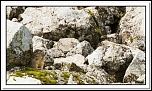 -marmottes-puy-violent-129-sur-330-.jpg
