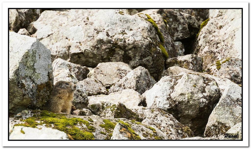 -marmottes-puy-violent-129-sur-330-.jpg
