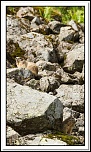 -marmottes-puy-violent-99-sur-330-.jpg