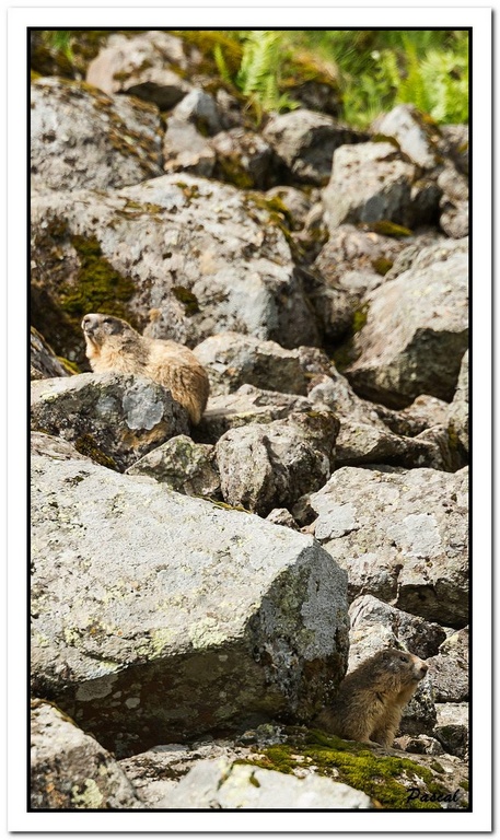 -marmottes-puy-violent-99-sur-330-.jpg