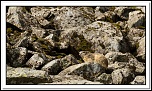 -marmottes-puy-violent-94-sur-330-.jpg