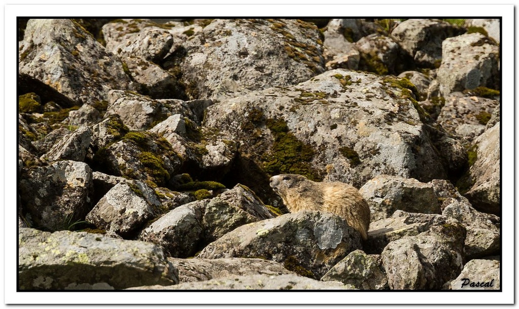 -marmottes-puy-violent-94-sur-330-.jpg