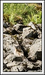 -marmottes-puy-violent-33-sur-330-.jpg