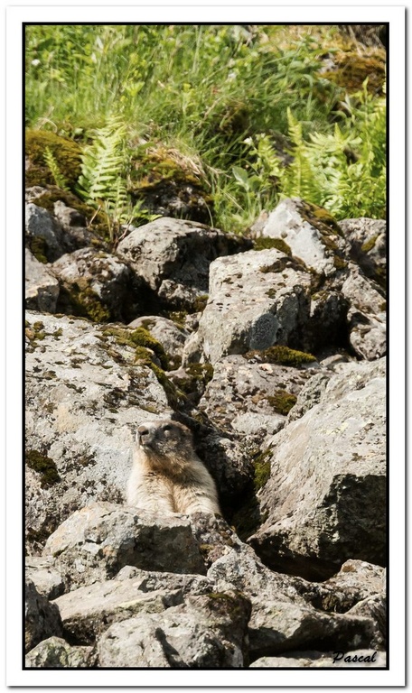 -marmottes-puy-violent-33-sur-330-.jpg