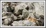 -marmottes-puy-violent-247-sur-330-.jpg
