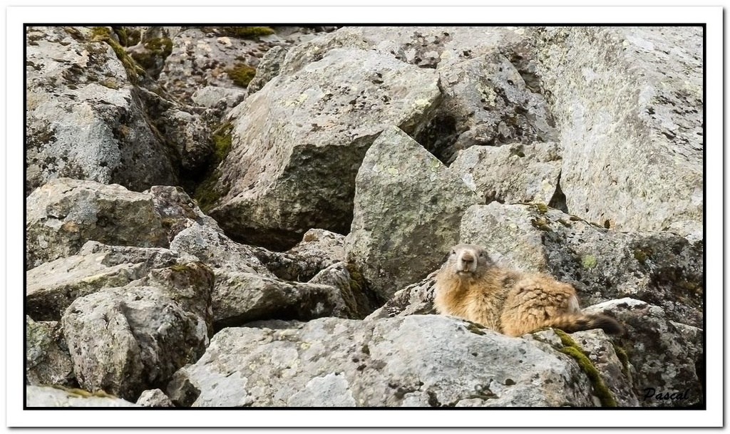 -marmottes-puy-violent-247-sur-330-.jpg